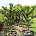 monkey tail tree,chile pine,araucaria,pino aracucana,pinochileno
